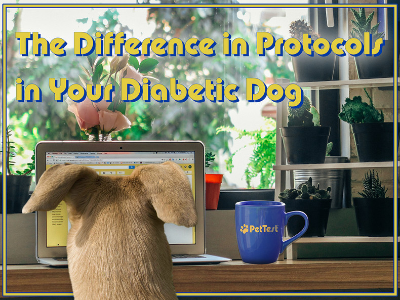 The Difference in Protocols in Your Diabetic Dog