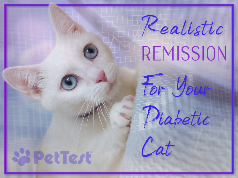 ​Realistic Remission For Your Diabetic Cat