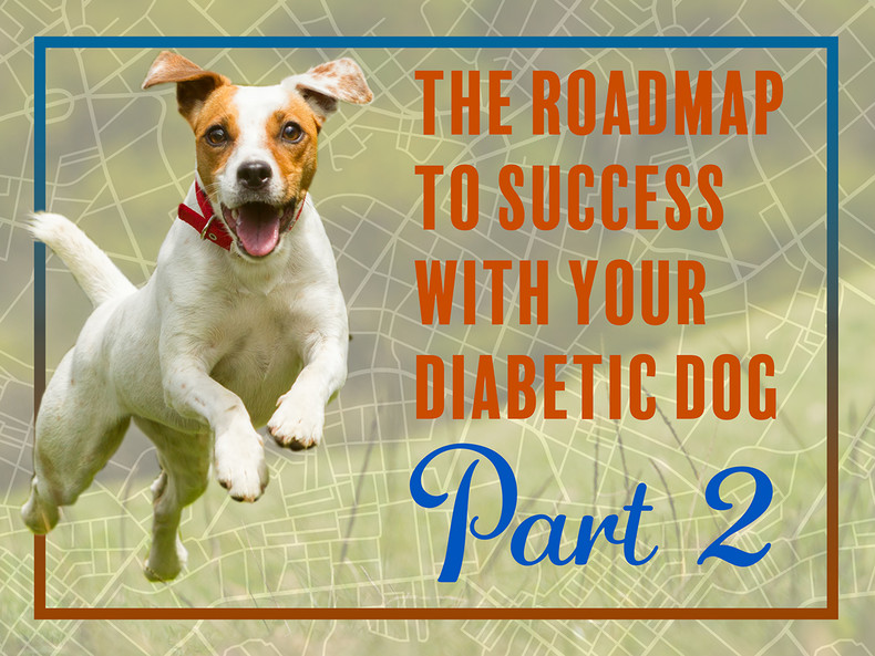 The Roadmap to Success with Your Diabetic Dog: Pt. 2
