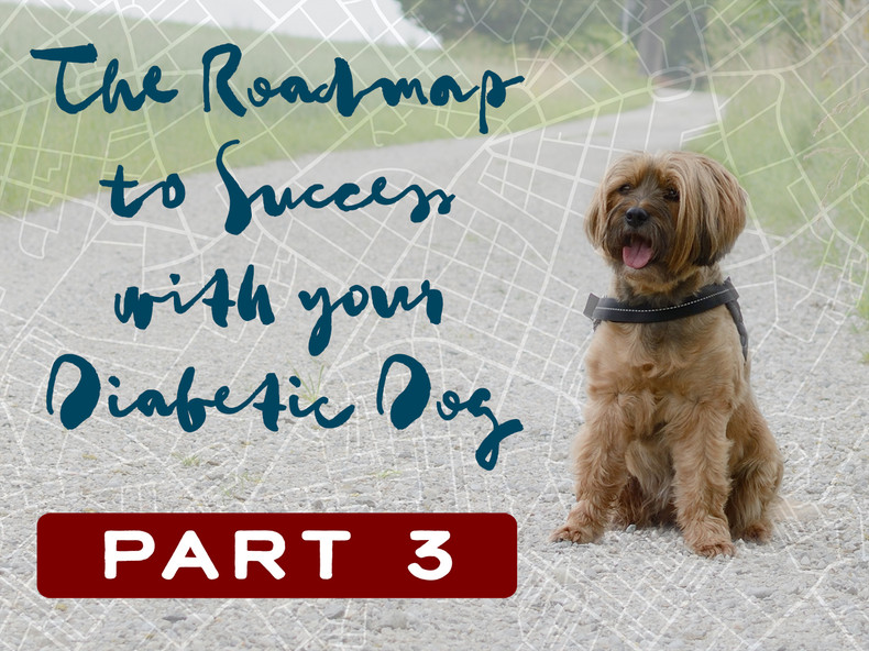 The Roadmap to Success With Your Diabetic Dog Part 3