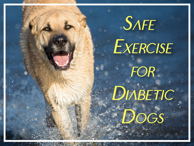 How Do I Safely Exercise My Diabetic Dog?
