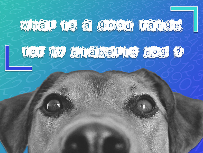 What Is A Good Range For My Diabetic Dog?