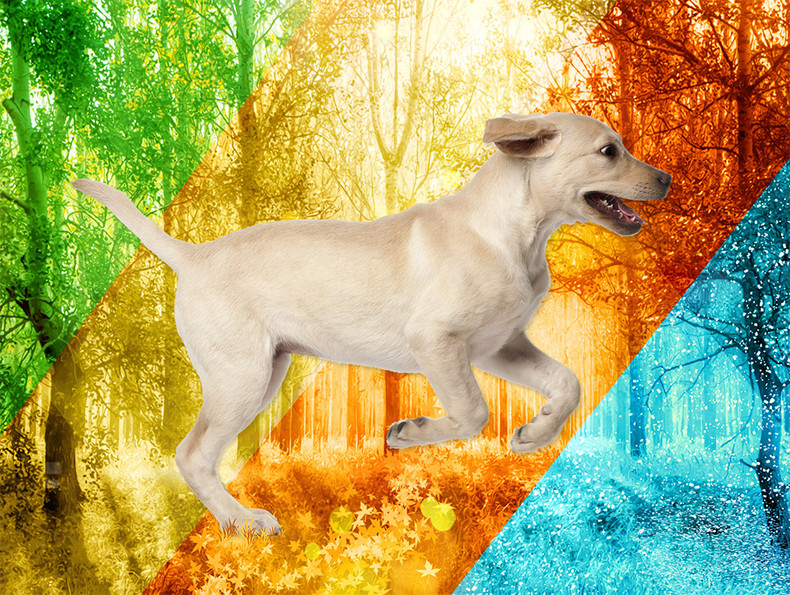 Change of Seasons for Your Diabetic Dog
