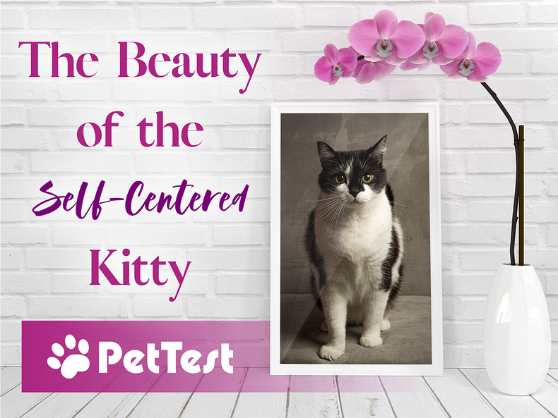 The Beauty of the Self-Centered Kitty