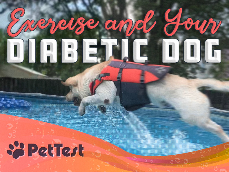​Exercise and Your Diabetic Dog