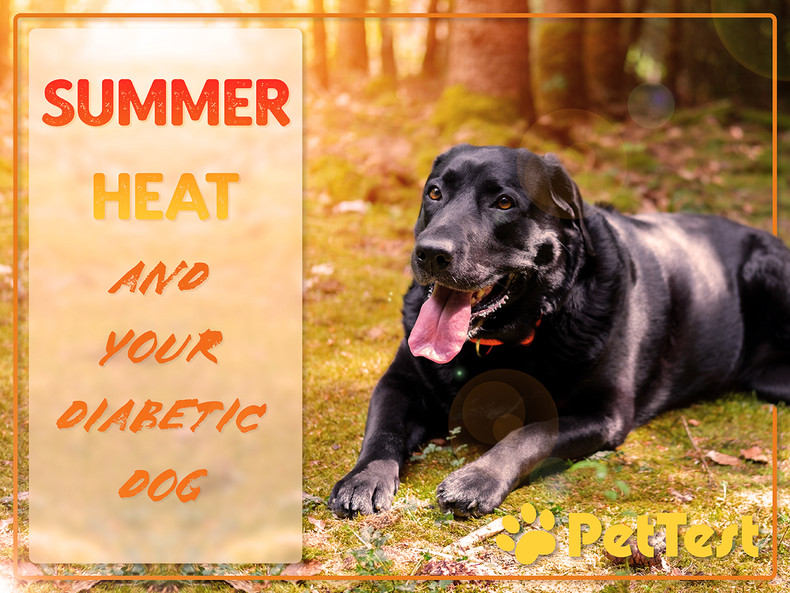 ​Summer Heat And Your Diabetic Dog