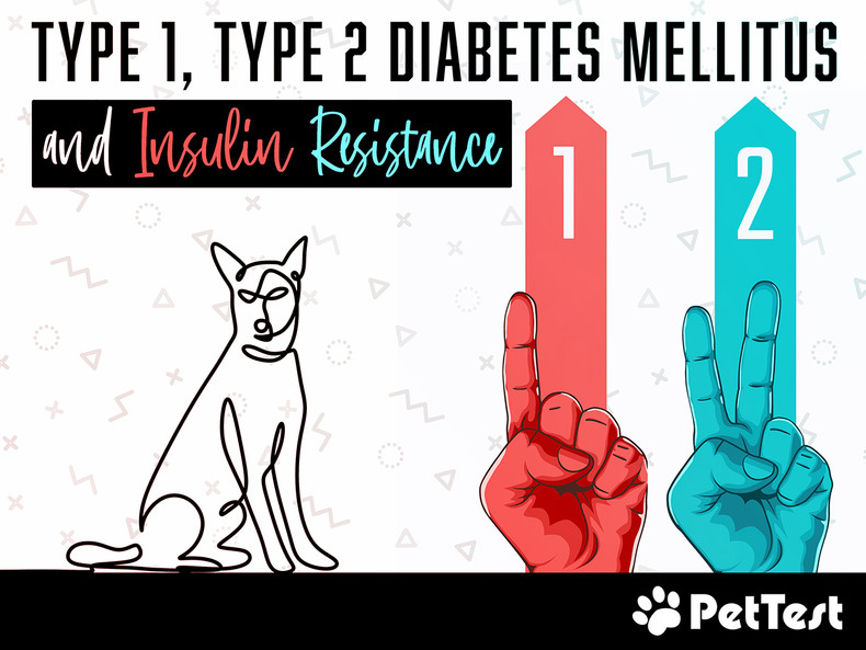 ​Type 1, Type 2 Diabetes Mellitus and Insulin Resistance