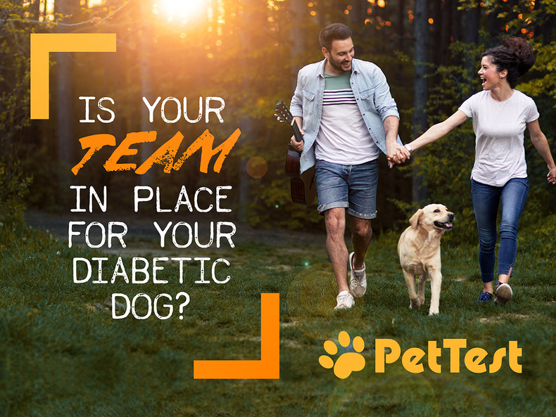 ​Is Your Team In Place For Your Diabetic Dog?