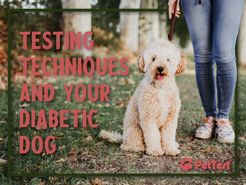 Testing Techniques and Your Diabetic Dog