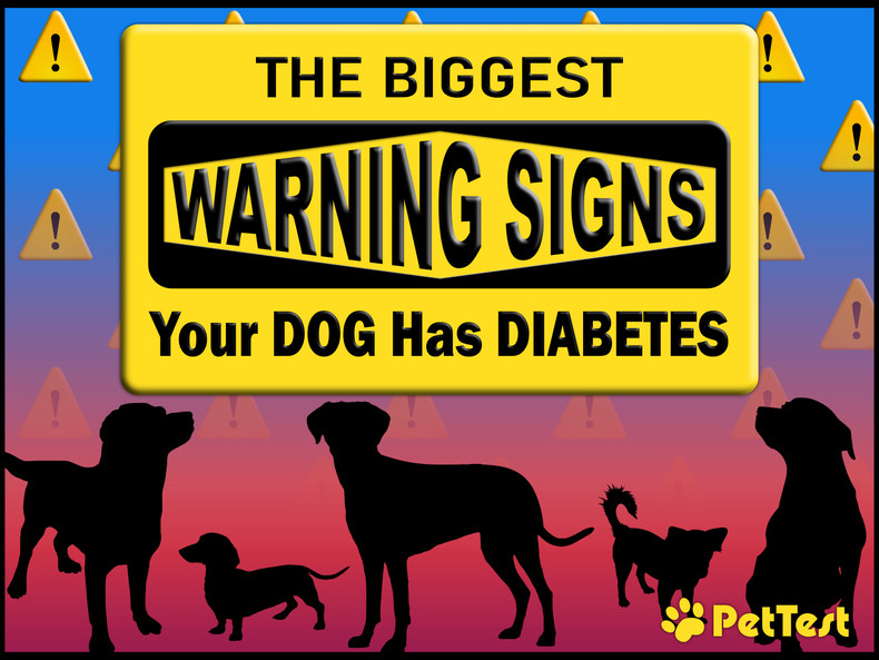 ​The Biggest Warning Signs Your Dog Has Diabetes