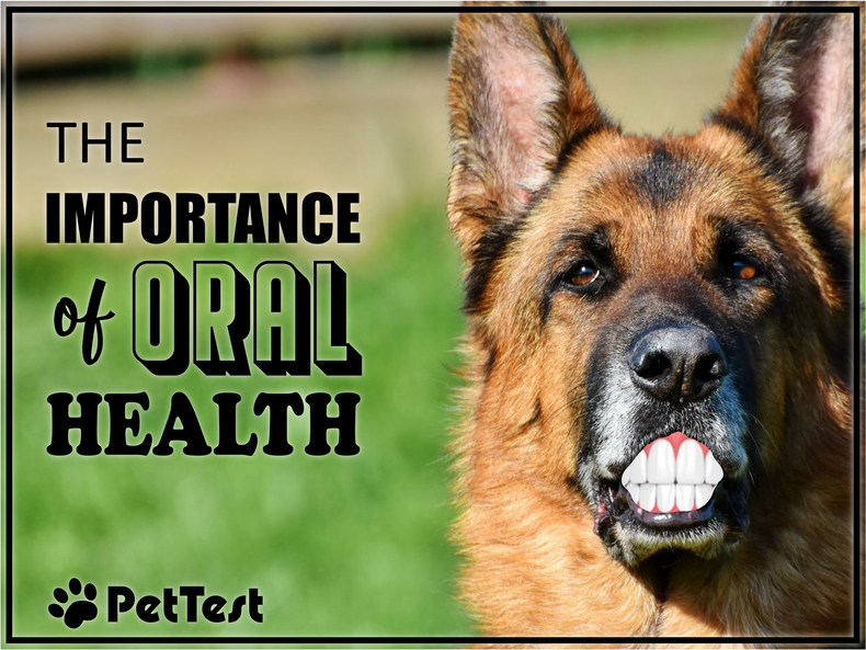 ​The Importance of Oral Health