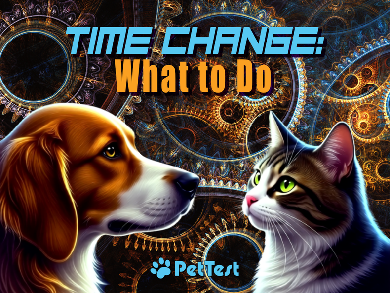 Time Change: What to Do