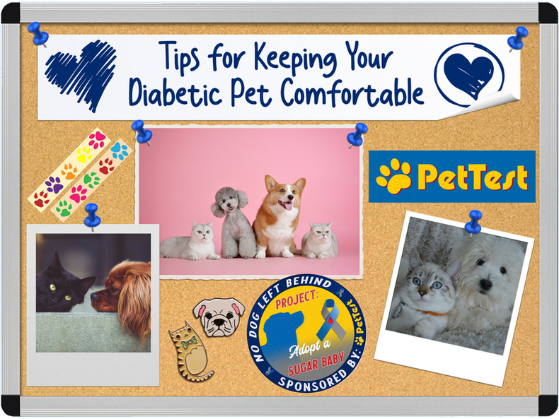 Tips for Keeping Your Diabetic Pet Comfortable