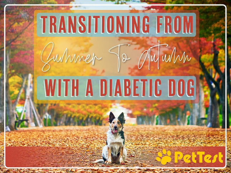 ​Transitioning From Summer To Autumn With A Diabetic Dog
