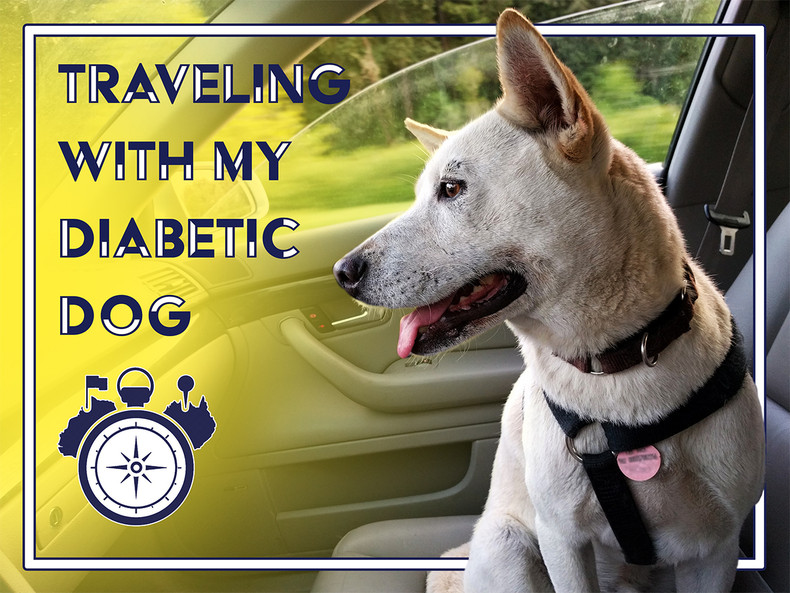 Traveling With My Diabetic Dog