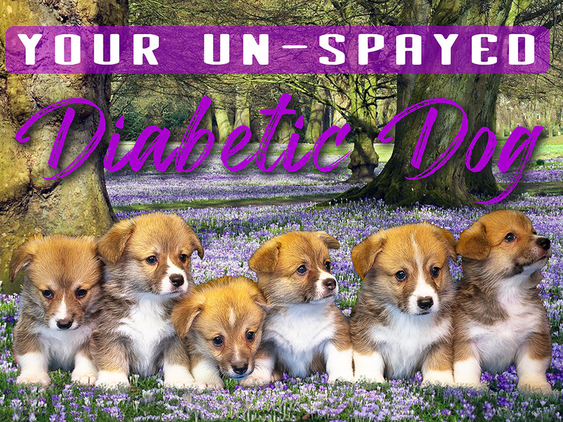 Your Un-Spayed Diabetic Dog