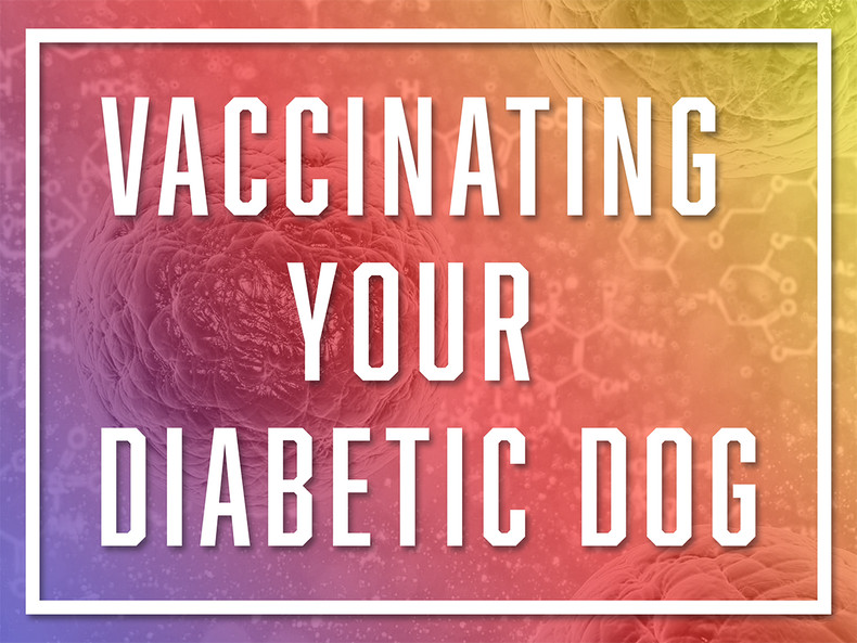 Vaccinating Your Diabetic Dog