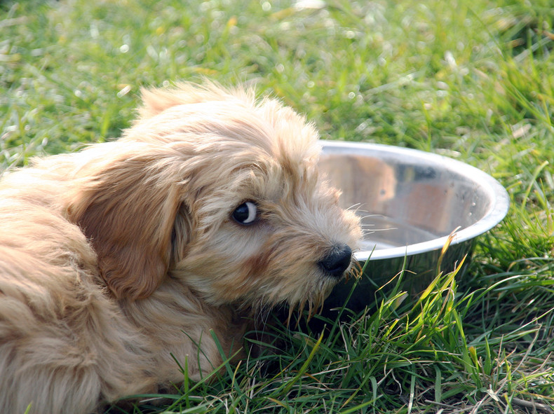 Never Withhold Water from Your Diabetic Dog