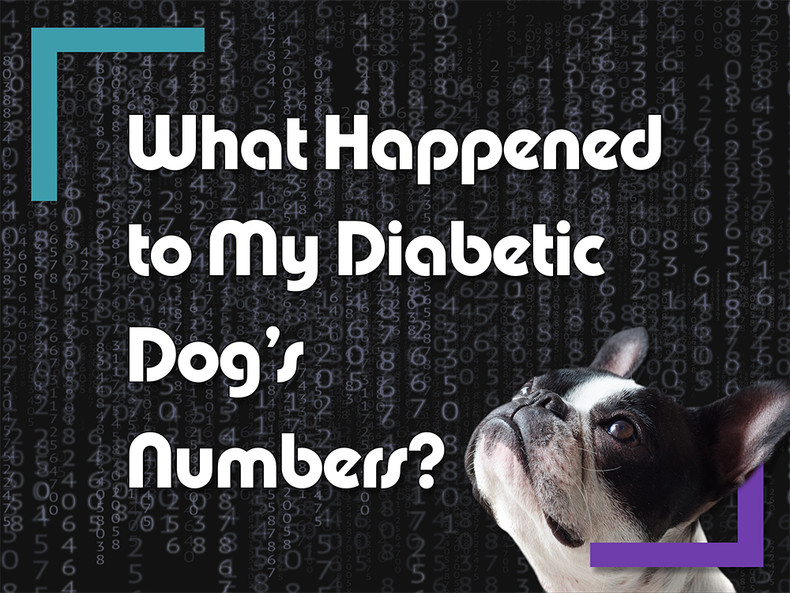 ​What Happened to My Diabetic Dog’s Numbers?