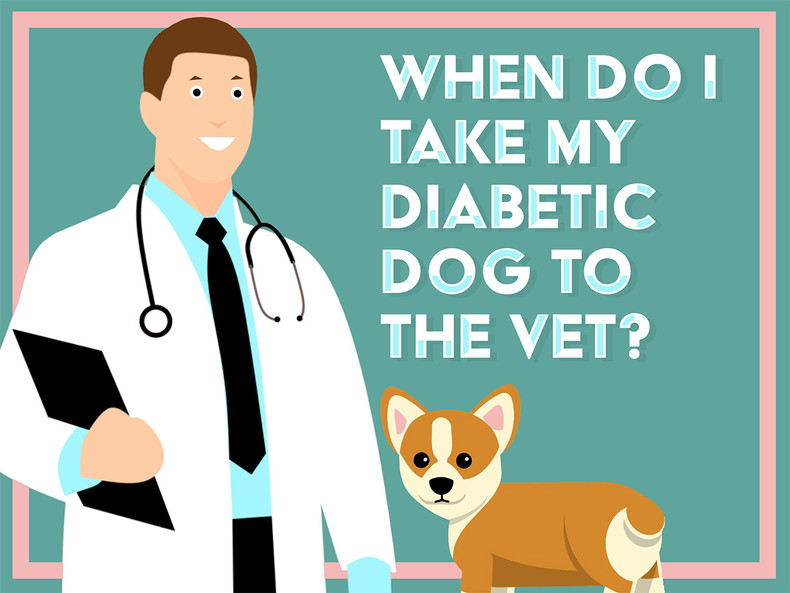 When Do I Take My Diabetic Dog to the Vet? Part 1