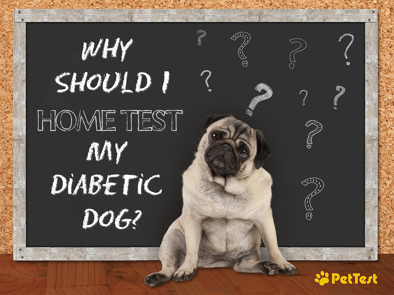 Why Should I Home Test My Diabetic Dog?