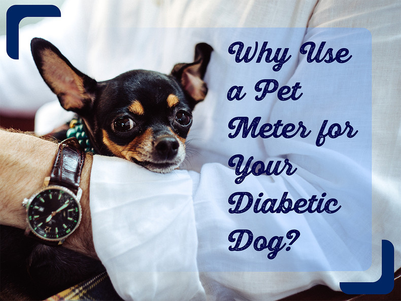 ​Why Use a Pet Meter for Your Diabetic Dog?