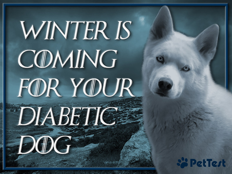 ​Winter Is Coming for Your Diabetic Dog