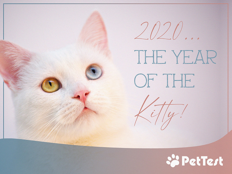 2020 – The Year of the Kitty 2020 – The Year of the Kitty