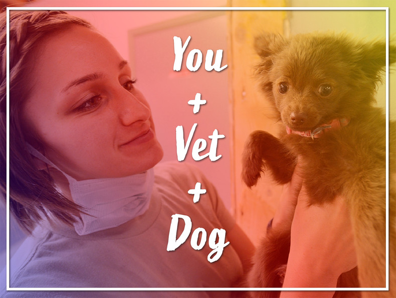 You, Your Vet and Your Diabetic Dog