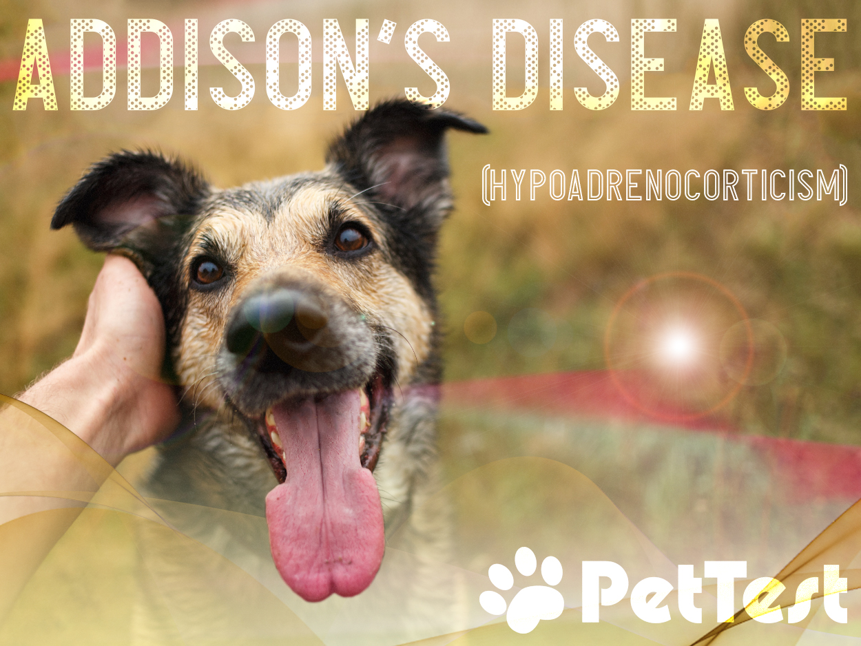 Addison’s Disease (Hypoadrenocorticism) PetTest by Advocate