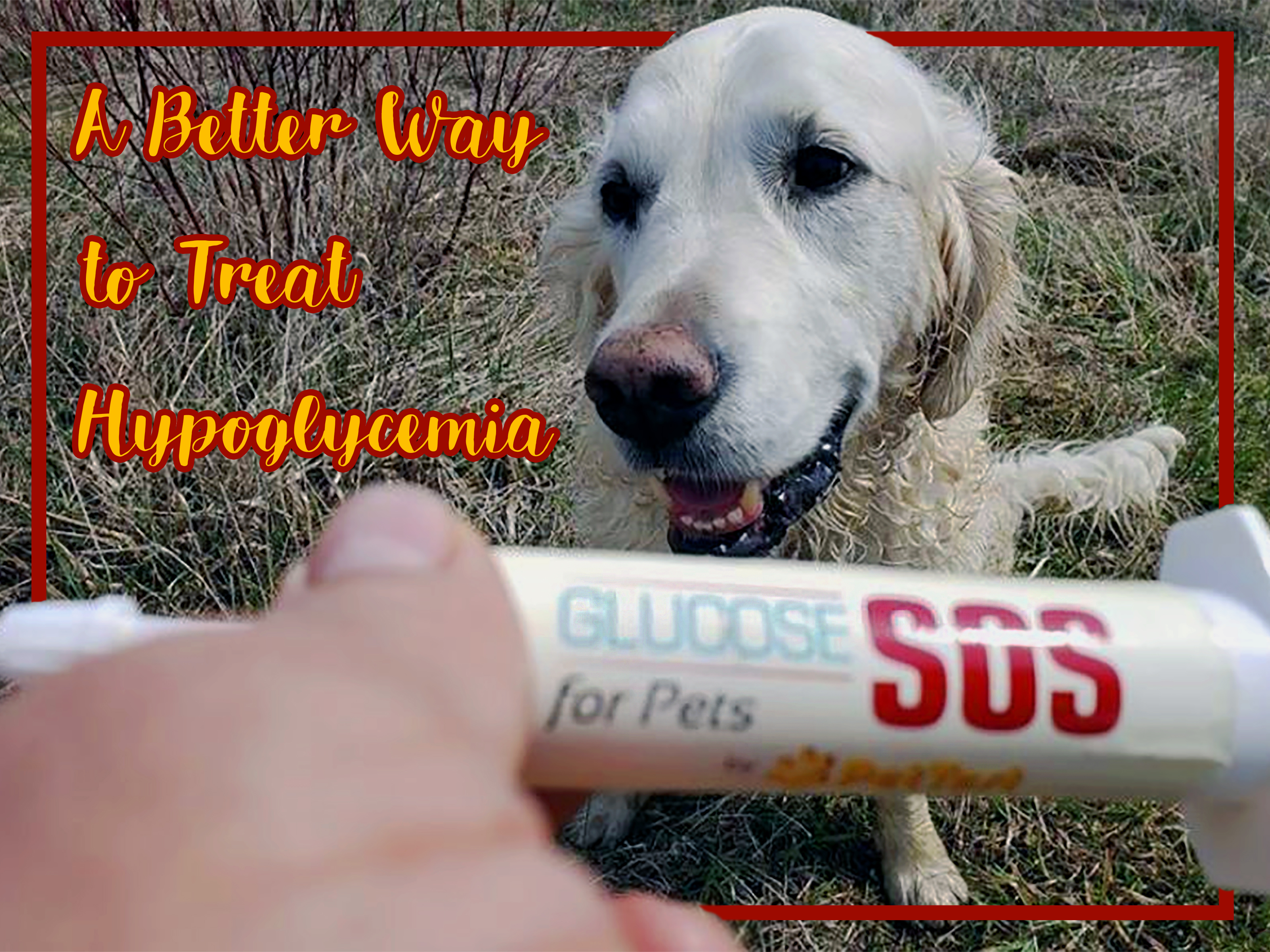 what to give dogs for low blood sugar