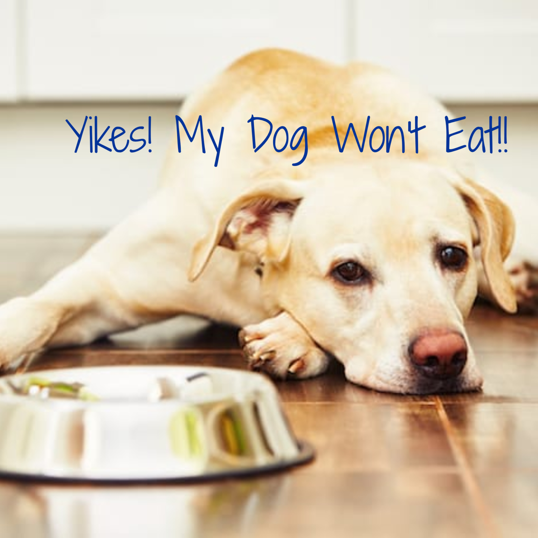 YIKES My Diabetic Dog Won t Eat PetTest By Advocate