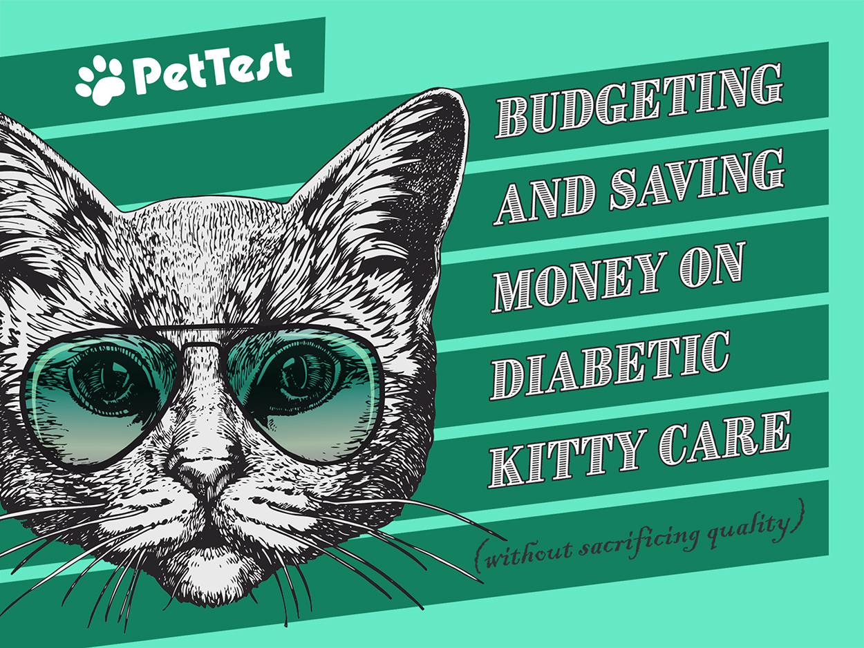 Budgeting and Saving Money on Diabetic Kitty Care (Without Sacrificing