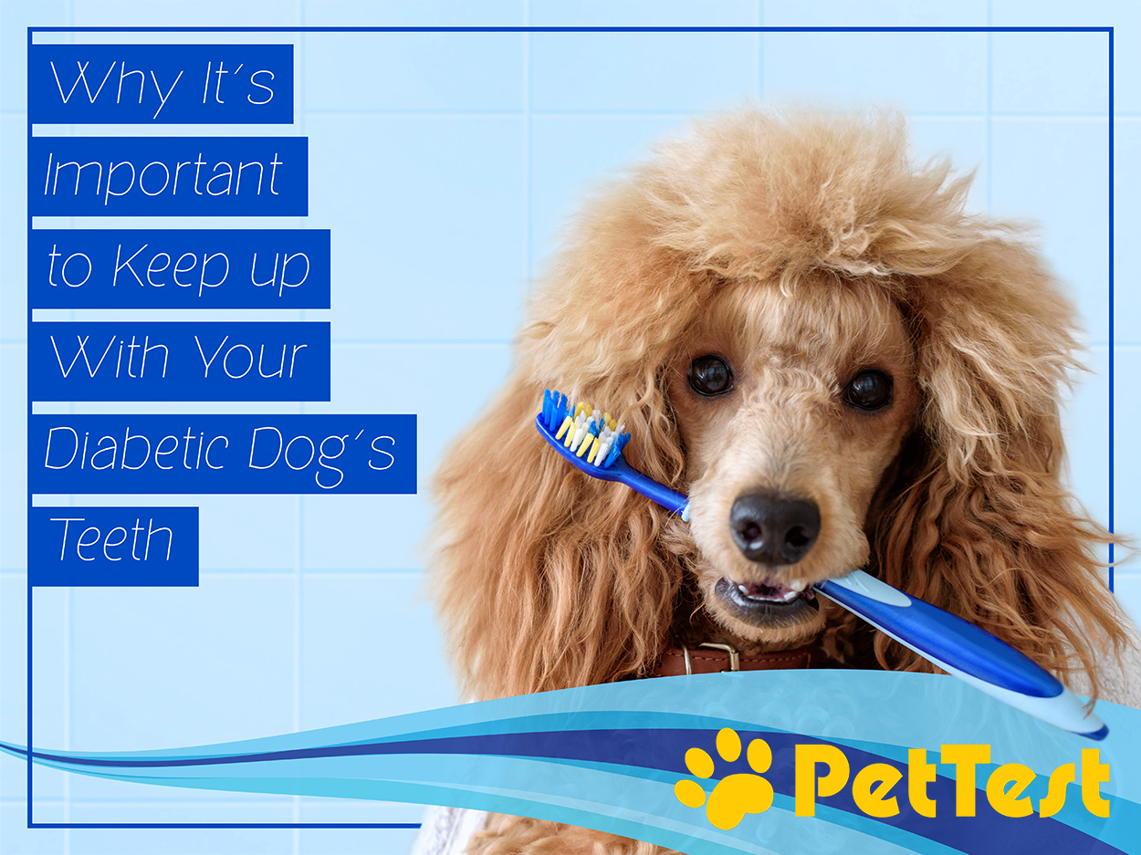 Why It’s Important to Keep up With Your Diabetic Dog’s Teeth PetTest by Advocate
