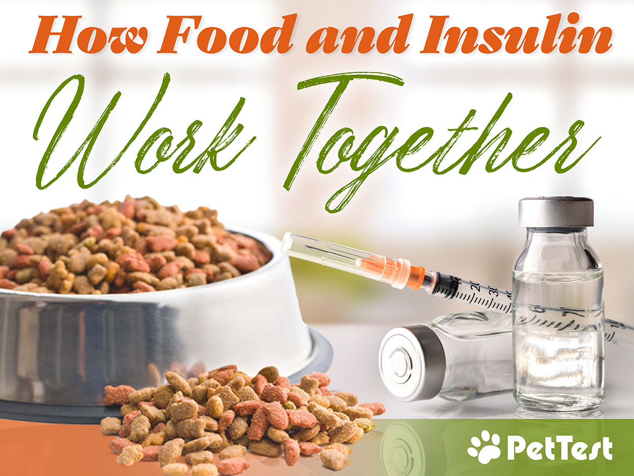 Can You Give A Dog Insulin Without Food