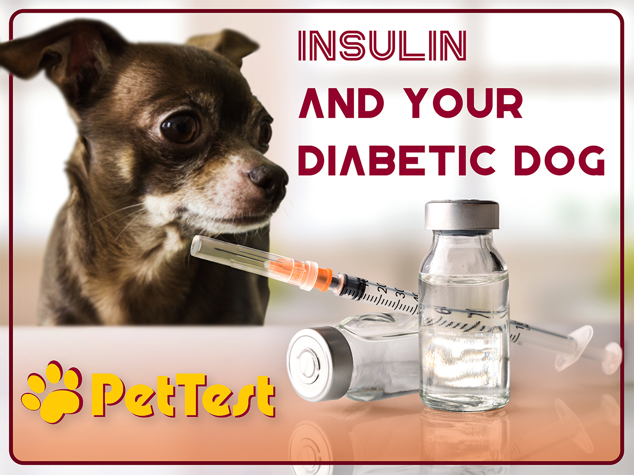 what does insulin do for dogs