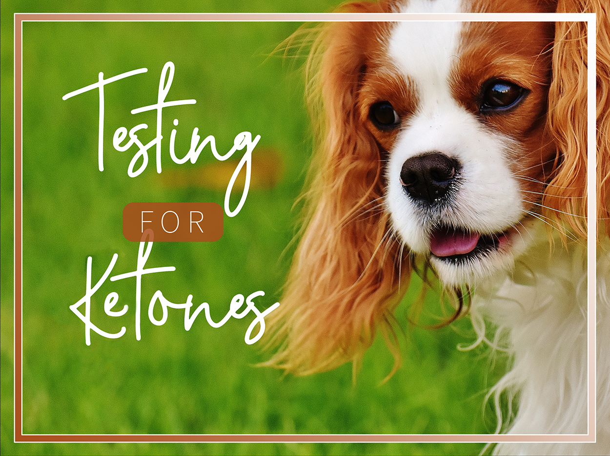 Ketone Testing My Diabetic Dog PetTest by Advocate