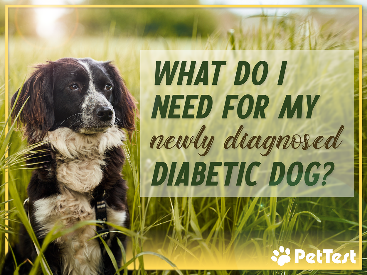 What Do I Need For My Newly Diagnosed Diabetic Dog? PetTest by Advocate