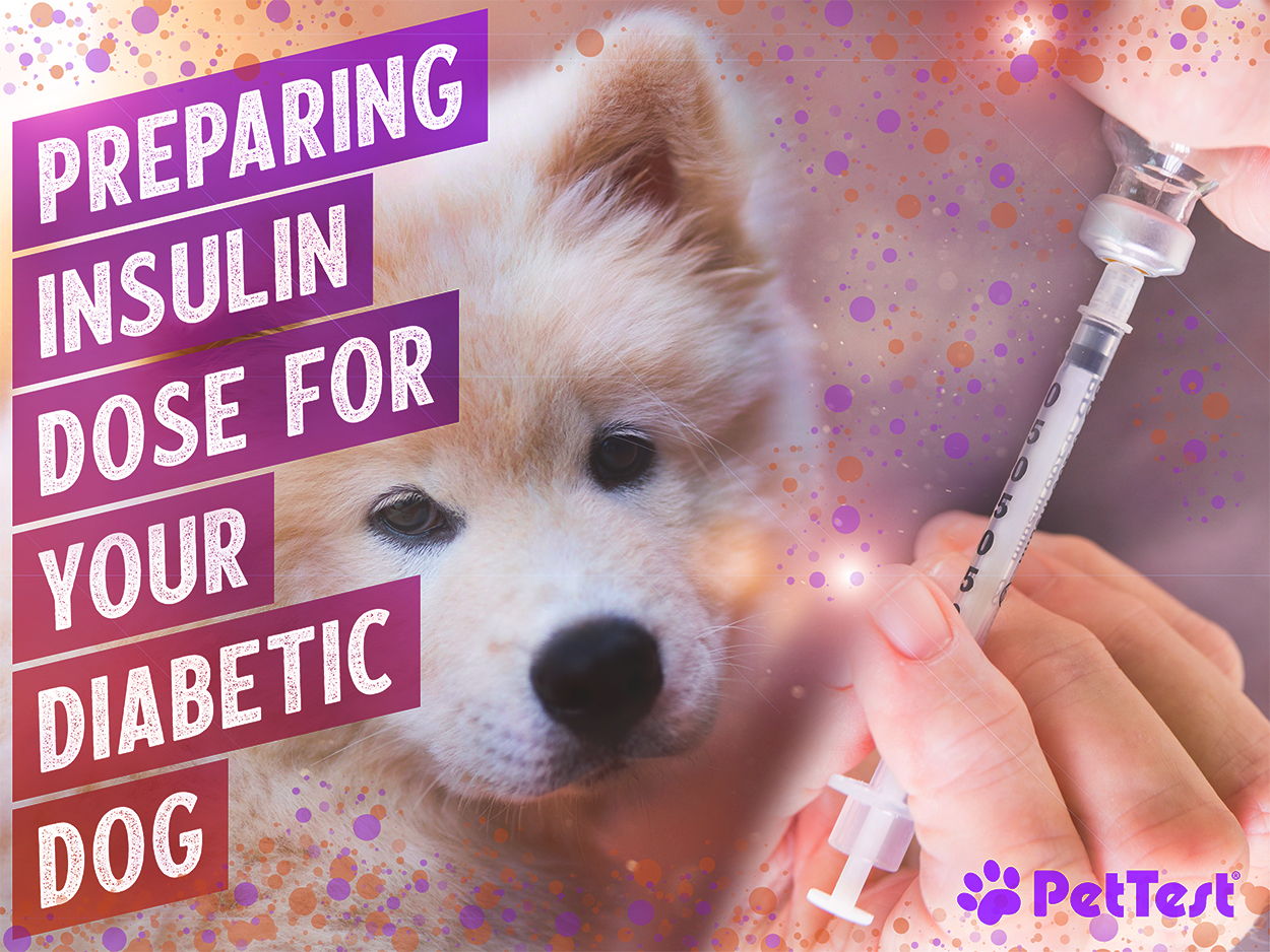 Preparing Insulin Dose for your Diabetic Dog - PetTest by Advocate