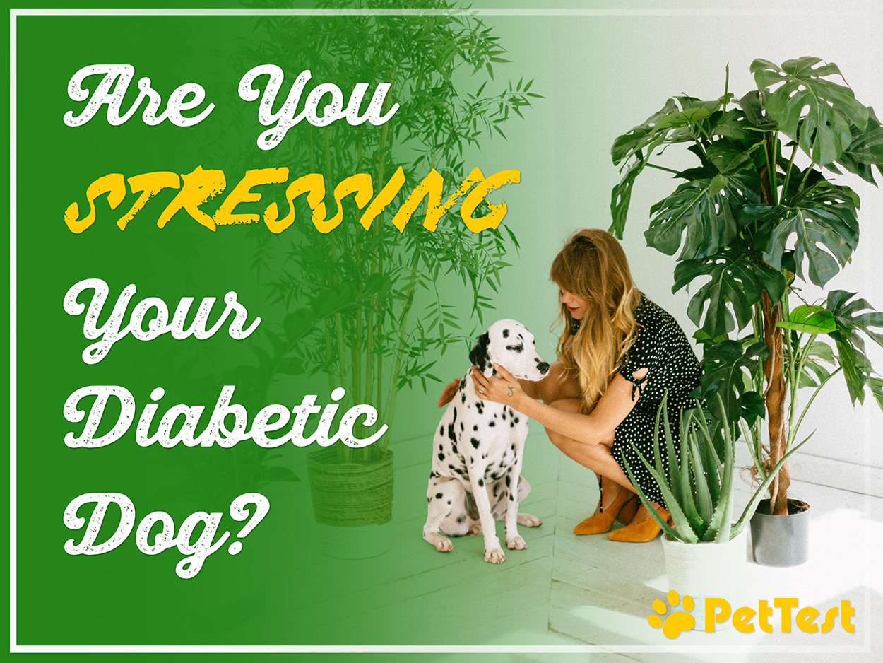 Are You Stressing Your Diabetic Dog? PetTest by Advocate