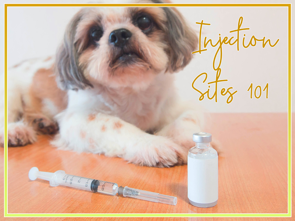 Injection Sites for Your Diabetic Dog - PetTest by Advocate