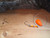 2-Hook Crawler Harness - #3 Indiana (Orange)