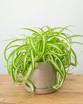 Bonnie Caribbean Spider Plant