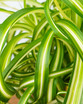 Bonnie Caribbean Spider Plant