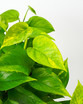 Golden Pothos