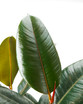 Burgundy Rubber Plant