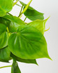 Heart Leaf Philodendron