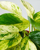 Marble Queen Pothos