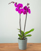 Double Spike Purple Orchid
