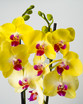 Double Spike Yellow Phalaenopsis Orchid